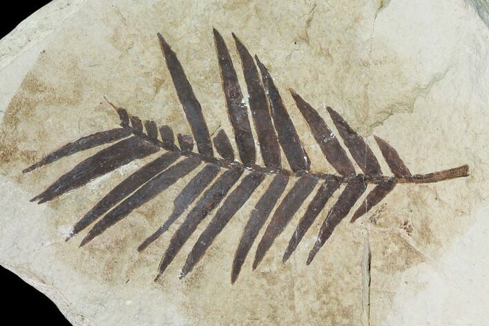 Jurassic Aged Cycad (Zamites) - France #139452